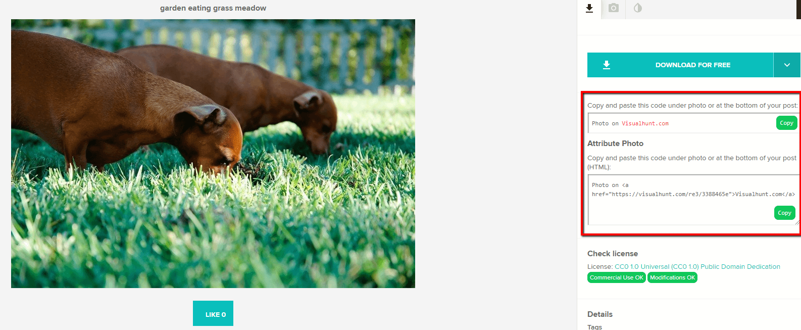 fotografie de câine