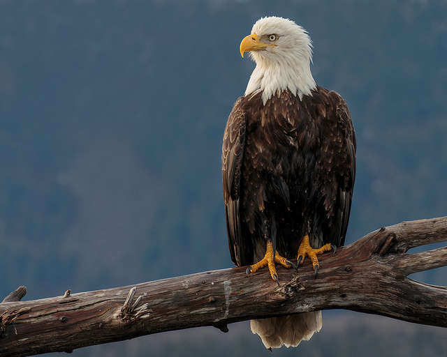 We added credits to this image of an eagle