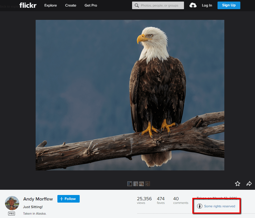 This eagle picture requires image credits