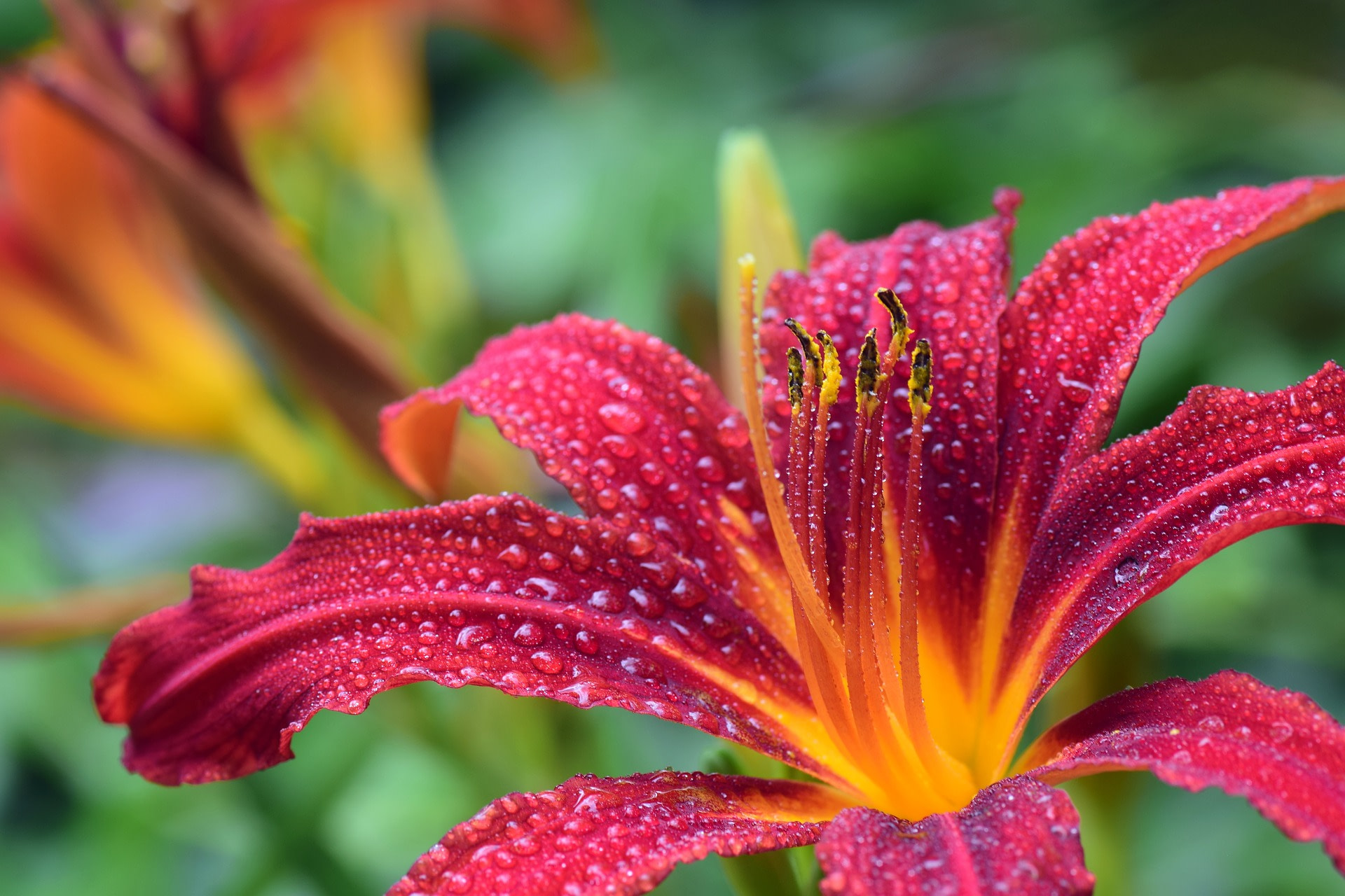 JPEG vs PNG vs GIF: Một bông hoa đầy màu sắc ở định dạng JPEG.