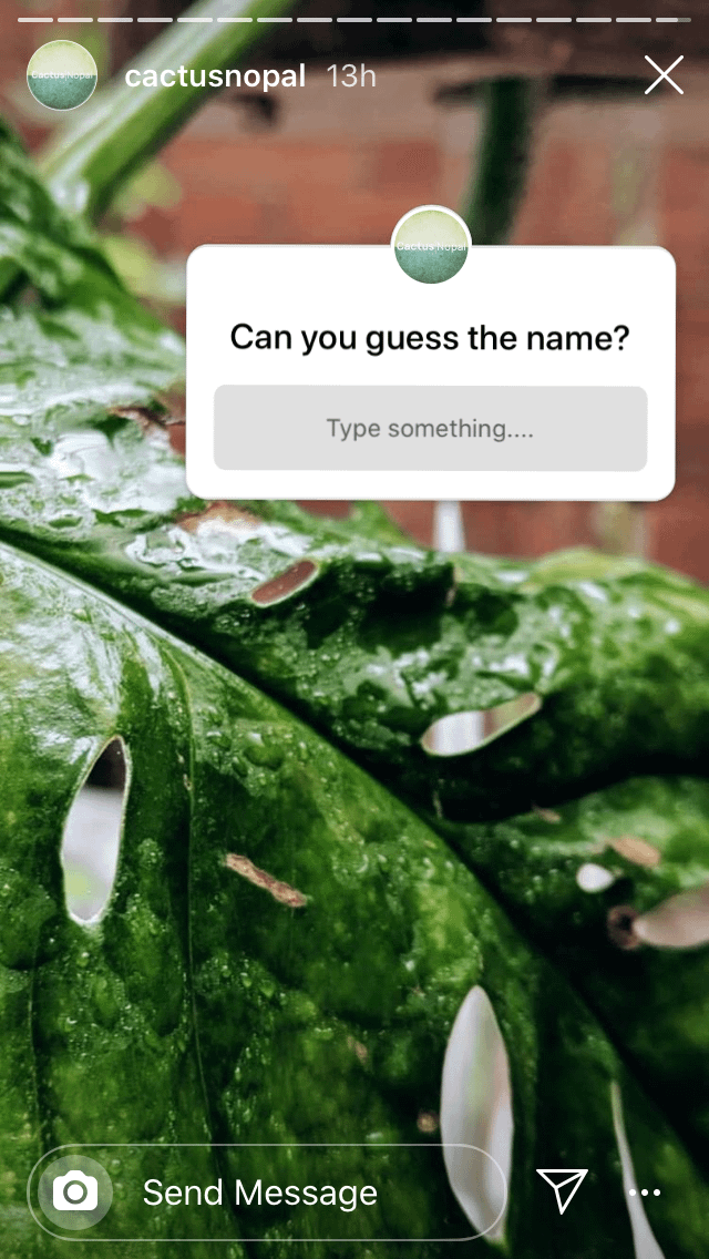 guess the plant Instagram story polls