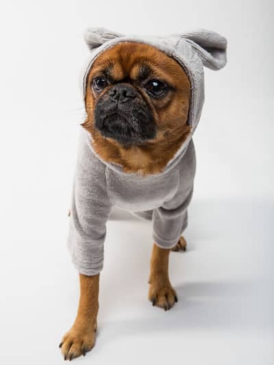 Cute little puppy sweater
