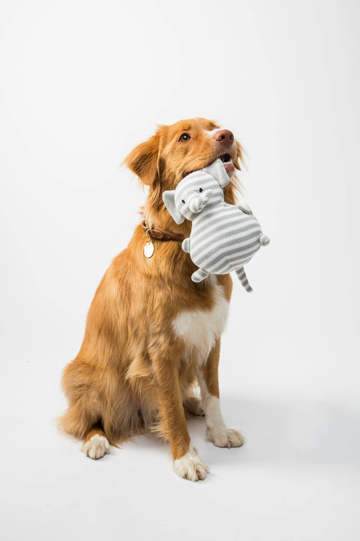 A happy dog visiting the clinic